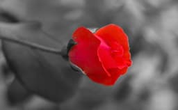 Maître Claire Dubois